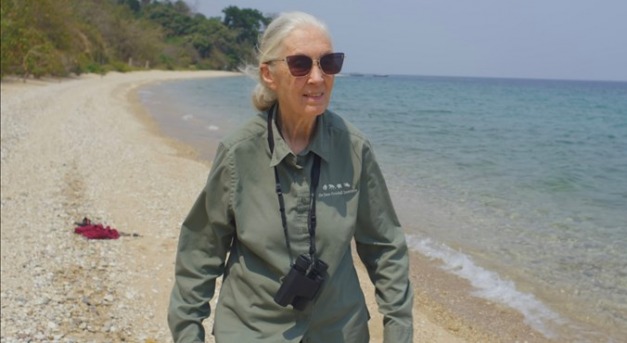 Aki megváltoztatta az állati intelligenciáról vallott nézetünket – Jane Godall, a csimpánzok kutatója